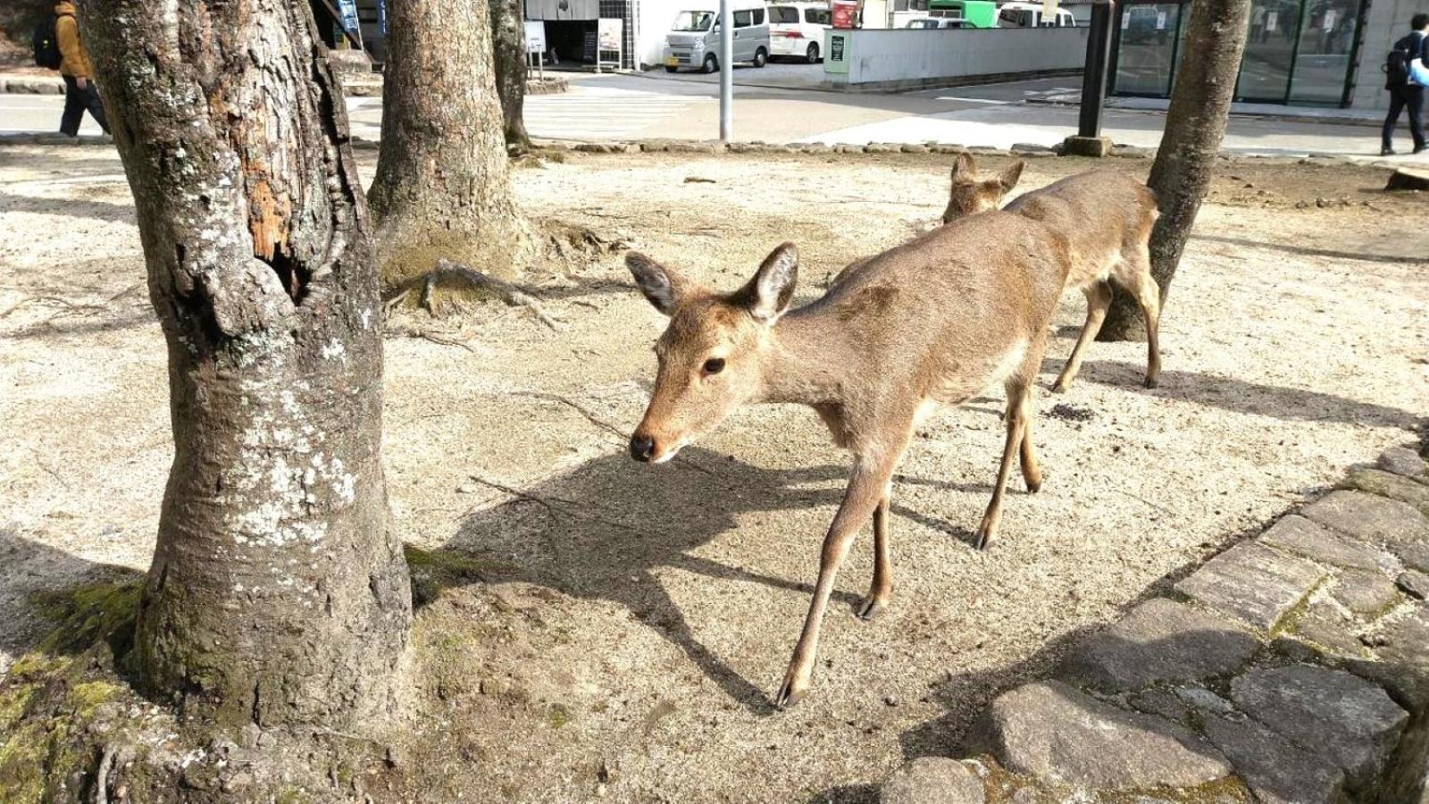 베셀 인 히로시마 에키마에 외부 사진